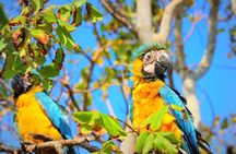 Birdwatching National Aviary Cartagena de Indias