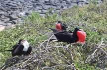 North Seymour Day Trip Galapagos