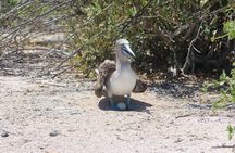 North Seymour Day Trip Galapagos
