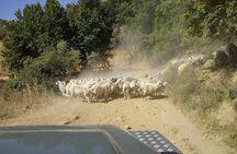 Safari Club: Minoan Route with Lunch