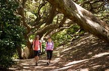 Private Auckland West Coast Day Tour