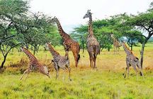 2-Day Akagera National Park Safari Adventure