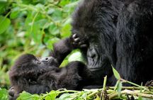 2 Day Gorilla Trekking at Bwindi National Park in Uganda