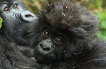 2 Day Gorilla Trekking at Bwindi National Park in Uganda