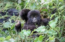 2 Day Gorilla Trekking at Bwindi National Park in Uganda