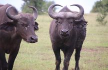 8 Day Gorilla Trek, Wildlife Safari and Chimp Habituation Experience