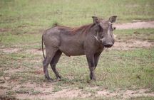 4-Day Gorillas, Wildlife and Chimpanzee Trek at Kalinzu Forest