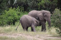4-Day Gorillas, Wildlife and Chimpanzee Trek at Kalinzu Forest