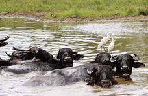 One Day Safari Tour to Both Yala and Bundala National Parks