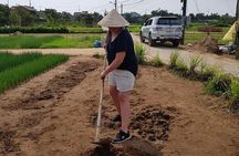 Countryside Tour of Hoi An, Basket Boat, Buffalo ride, Farming with local Farmer
