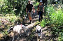 Husky Hike - Guided Nature Walk w/ Siberian Huskies