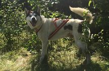 Husky Hike - Guided Nature Walk w/ Siberian Huskies