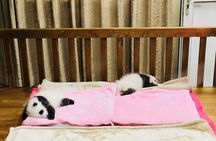 Private Chengdu City Highlight Day Tour