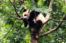 Private Chengdu City Highlight Day Tour