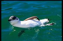 Albatross, seals, and sea birds-Wildlife Cruise
