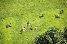 Day tour to Kiambethu tea farm in Limuru