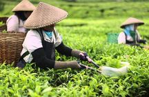 Day tour to Kiambethu tea farm in Limuru