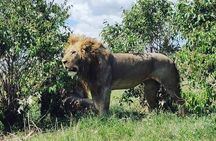 Day tour to Amboseli national park