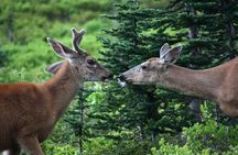 Hike Mt. Rainier & Taste Yakima Valley Wine: All-Inclusive Day Tour from Seattle