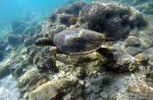Snorkeling Adventure Cabo Pulmo