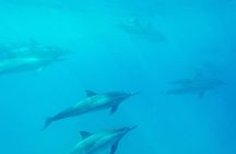 Captain Cook Snorkel On A Power Catamaran With Lunch