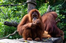 Morning at the Zoo with 1-way Transfer (Free & Easy)