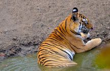 Wild life tour in Chennai with guide and private car