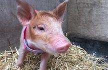 Trevena Glen Half Day Animal Tour