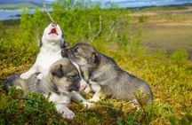 Puppy Training Experience at a Husky Farm in Tromso
