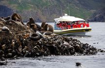 3-Hour Bruny Island Cruise from Adventure Bay, Bruny Island