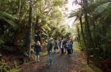 Afternoon Piha Beach and Rainforest Tour from Auckland