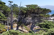 Private Tour to Monterey, Carmel, 17-Mile Drive, Pebble Beach