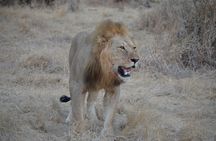 Three Days Ngorongoro crater, Lake Manyara and Taragire National Park (Joining)