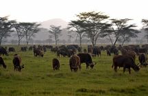 3 Days, 2 Nights Masai Mara Group Joining Safari