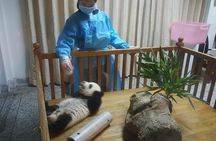 Chengdu Giant Panda Base Private half day tour