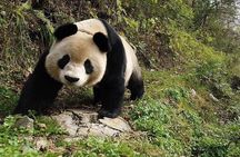 Giant Panda and Dujinagyan Irrigation 1 day tour