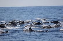 Swim With Wild Dolphins in Tauranga