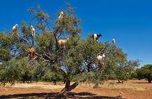 Private full day trip to Essaouira from Marrakech