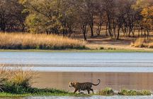 Private 5-Day Ranthambhore Tiger Tour from Delhi including the Taj Mahal, Agra and Jaipur