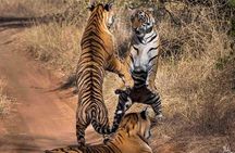 Ranthambore Wildlife Safari Tour From Jaipur Including Transfers