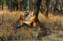 Ranthambore Wildlife Safari Tour From Jaipur Including Transfers