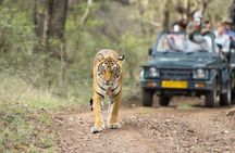 Ranthambore Wildlife Safari Tour From Jaipur Including Transfers