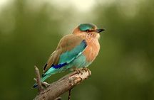 Guided Keoladeo Bird National Park Tour in Bharatpur from Jaipur