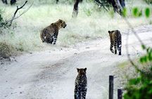Exclusive Safari at Jhalana Leopard Park Including Transfers