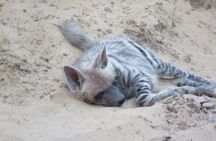 Exclusive Safari at Jhalana Leopard Park Including Transfers