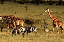2 Days Tarangire & Ngorongoro Budget Safari Tour Tanzania