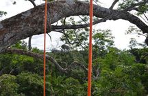 Tree Climbing in the Amazon