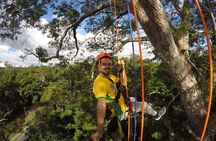 Tree Climbing in the Amazon