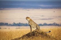 3 Days, 2 Nights Masai Mara Group Joining Safari