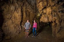 Auckland to Rotorua via Waitomo Caves Small Group Tour (One Way)